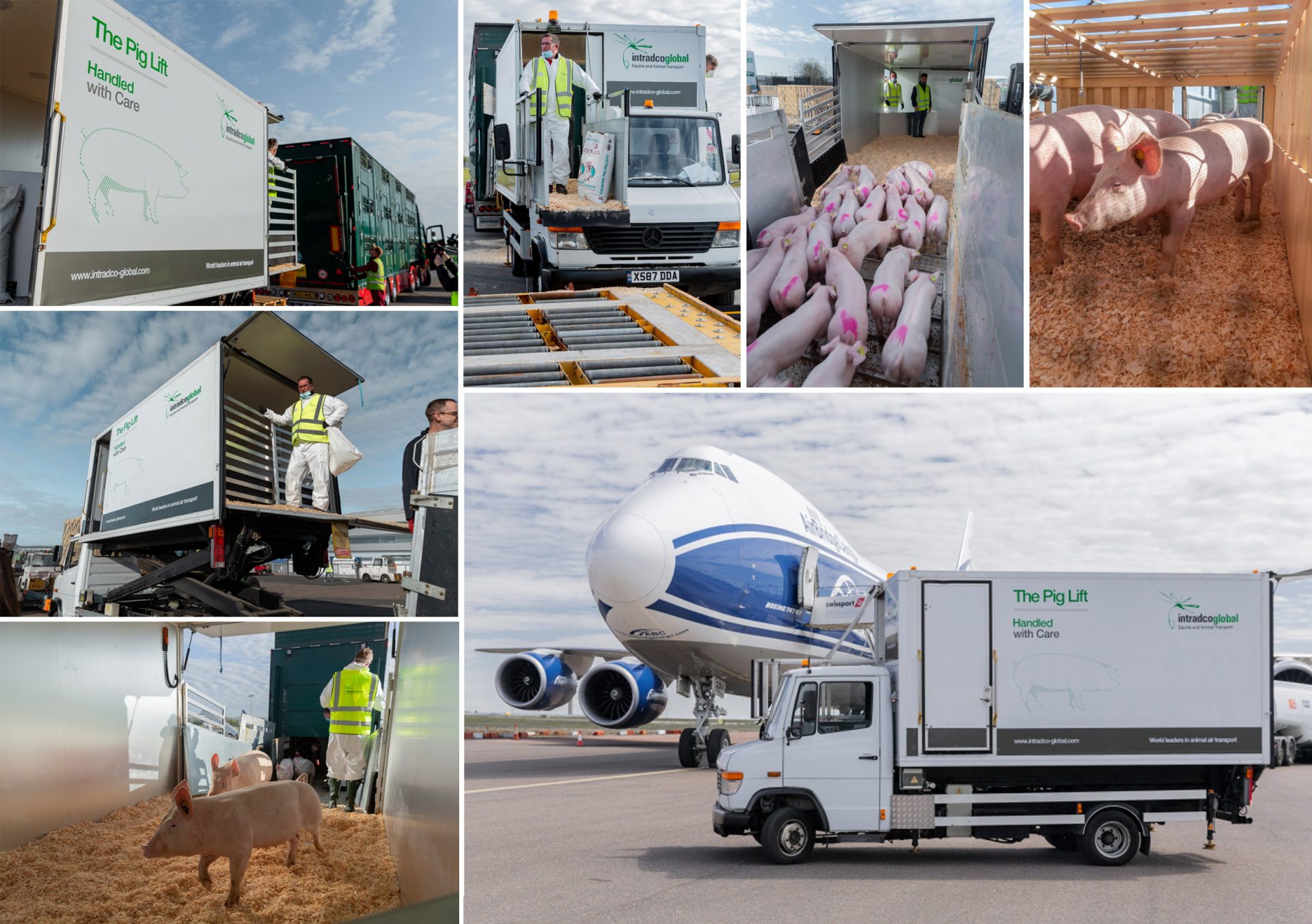 Intradco Global’s Pig Lift puts the pigs’ safety and happiness at the